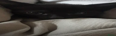 Russian Blue 2