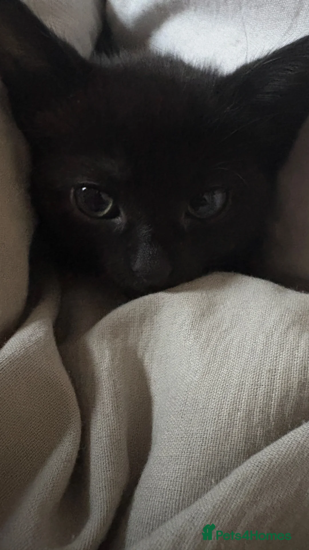 Russian Blue cats for sale: 2 beautiful black kitty’s and 1 gorgeous grey cat - Advert 2