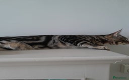 Savannah cats for sale: Full Pedigree TICA Reg Marbled Savannah Boy Kitten - Image 9