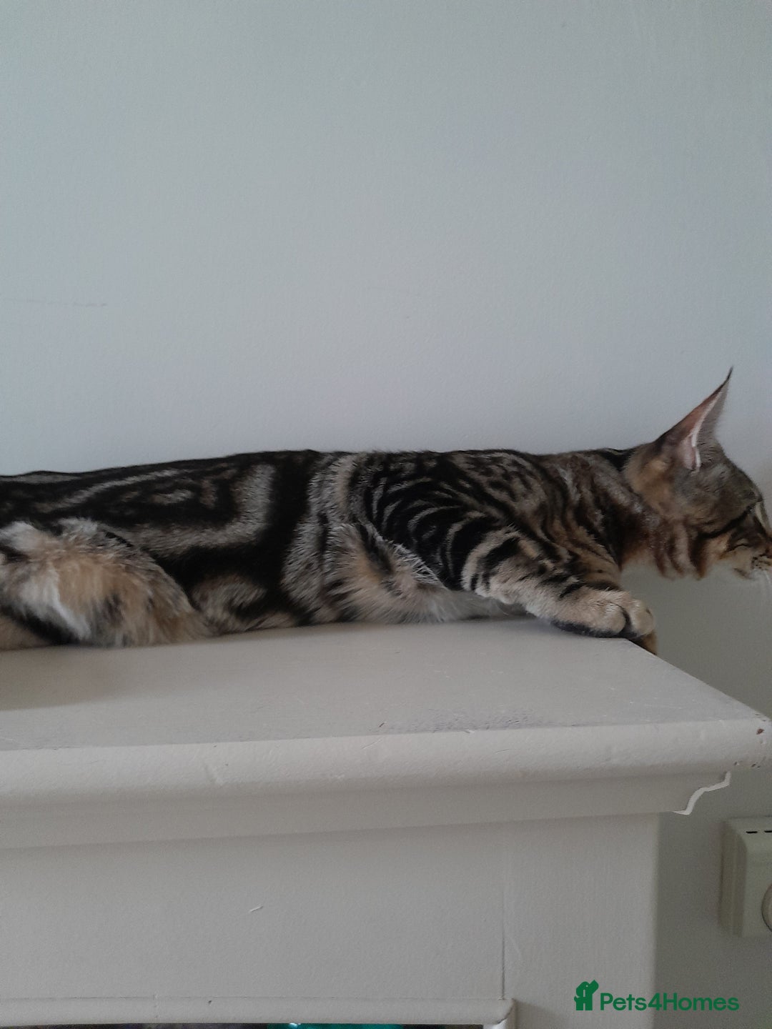 Savannah cats for sale: Full Pedigree TICA Reg Marbled Savannah Boy Kitten - Image 9