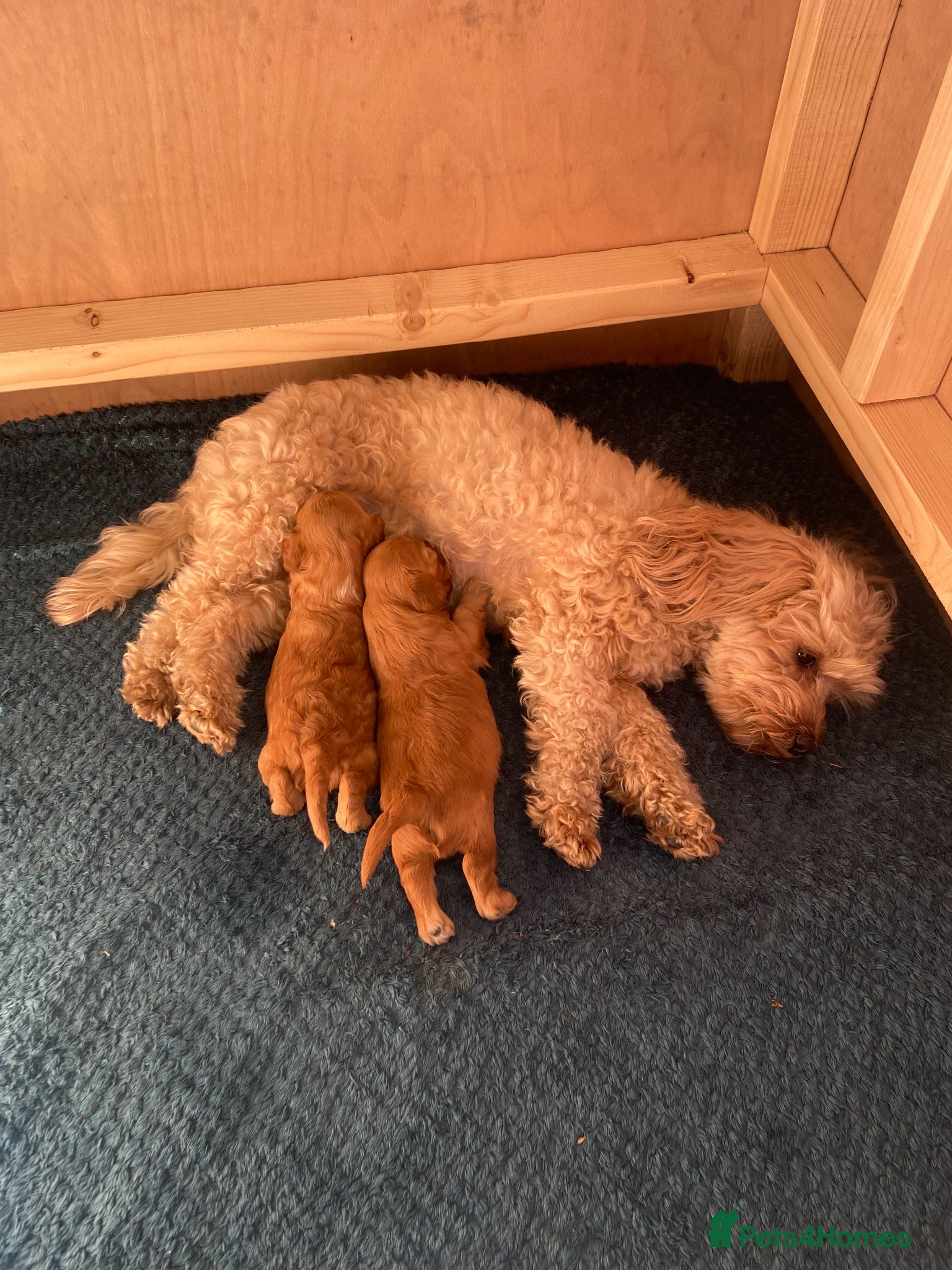 Cavapoochon dogs Cavapoochon puppies for adortion - Advert 5