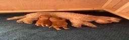 Cavapoochon dogs for sale: Cavapoochon puppies for adortion - Advert 1