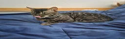 Bengal cats for sale: Charcoal Tica Bengal - Advert 4