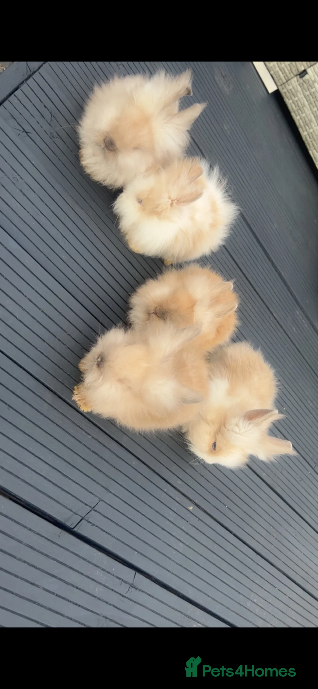 Lionhead rabbits for sale: Double maned Lionhead  - Advert 1