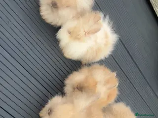 Lionhead rabbits Double maned Lionhead - Advert 1