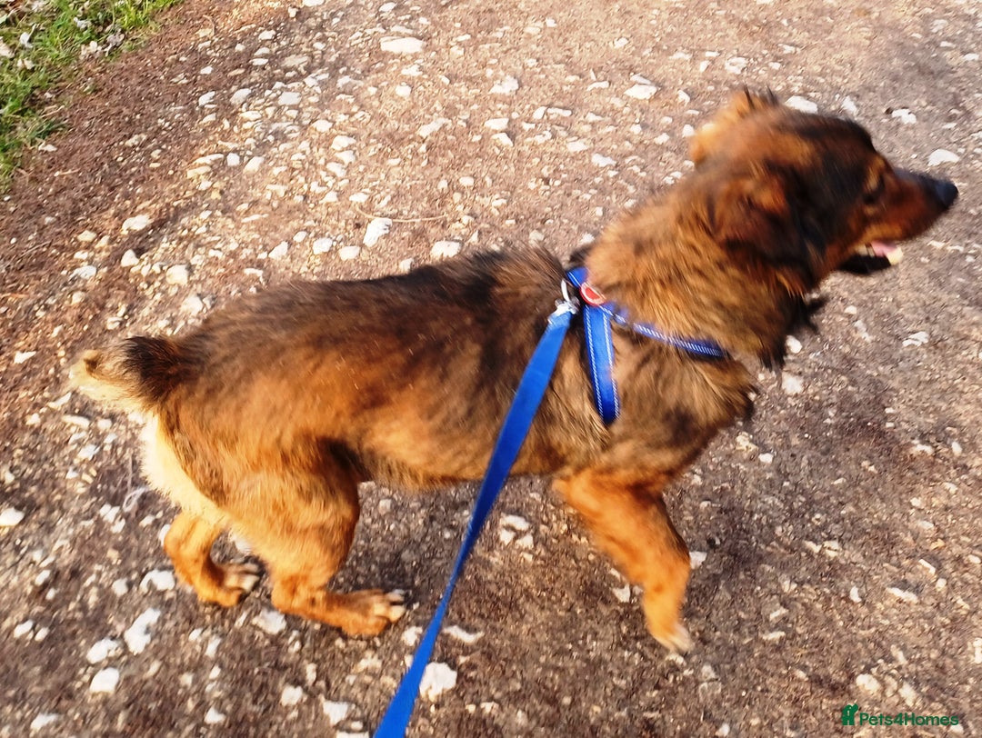 Mixed Breed dogs for adoption: Meet Charlie - a Lovely old boy, for a loving Home - Image 17