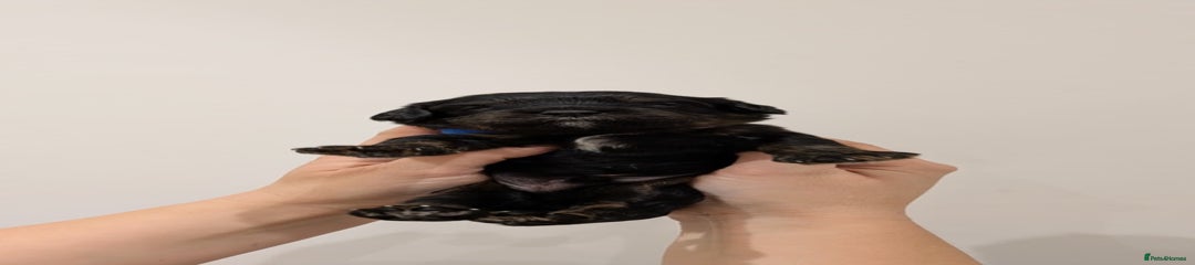 💙 Male - (Black Tri) 