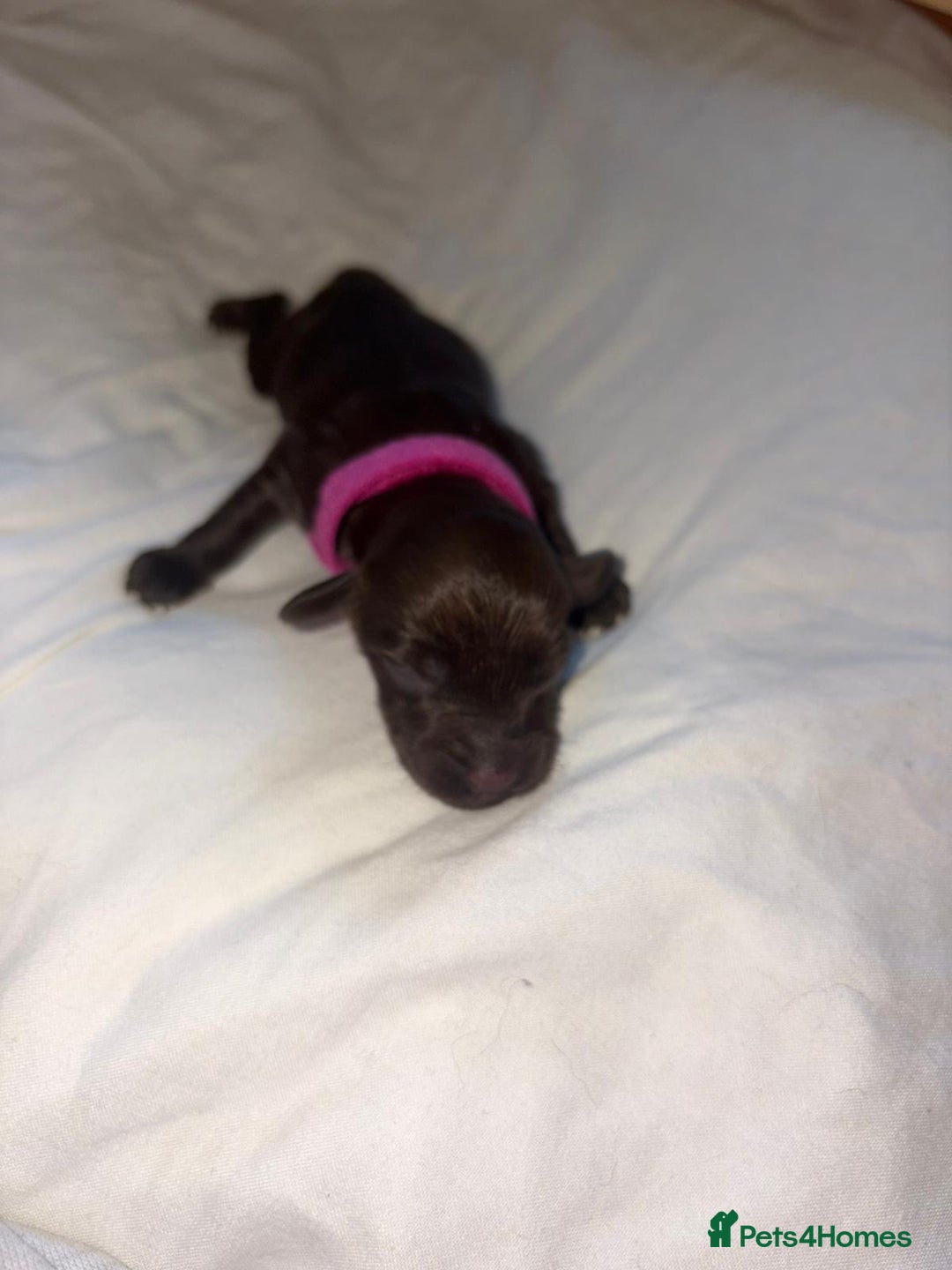 Cockapoo dogs for sale: STUNNING F1 COCKAPOO PUPPIES 2 FEMALES LEFT - Advert 8