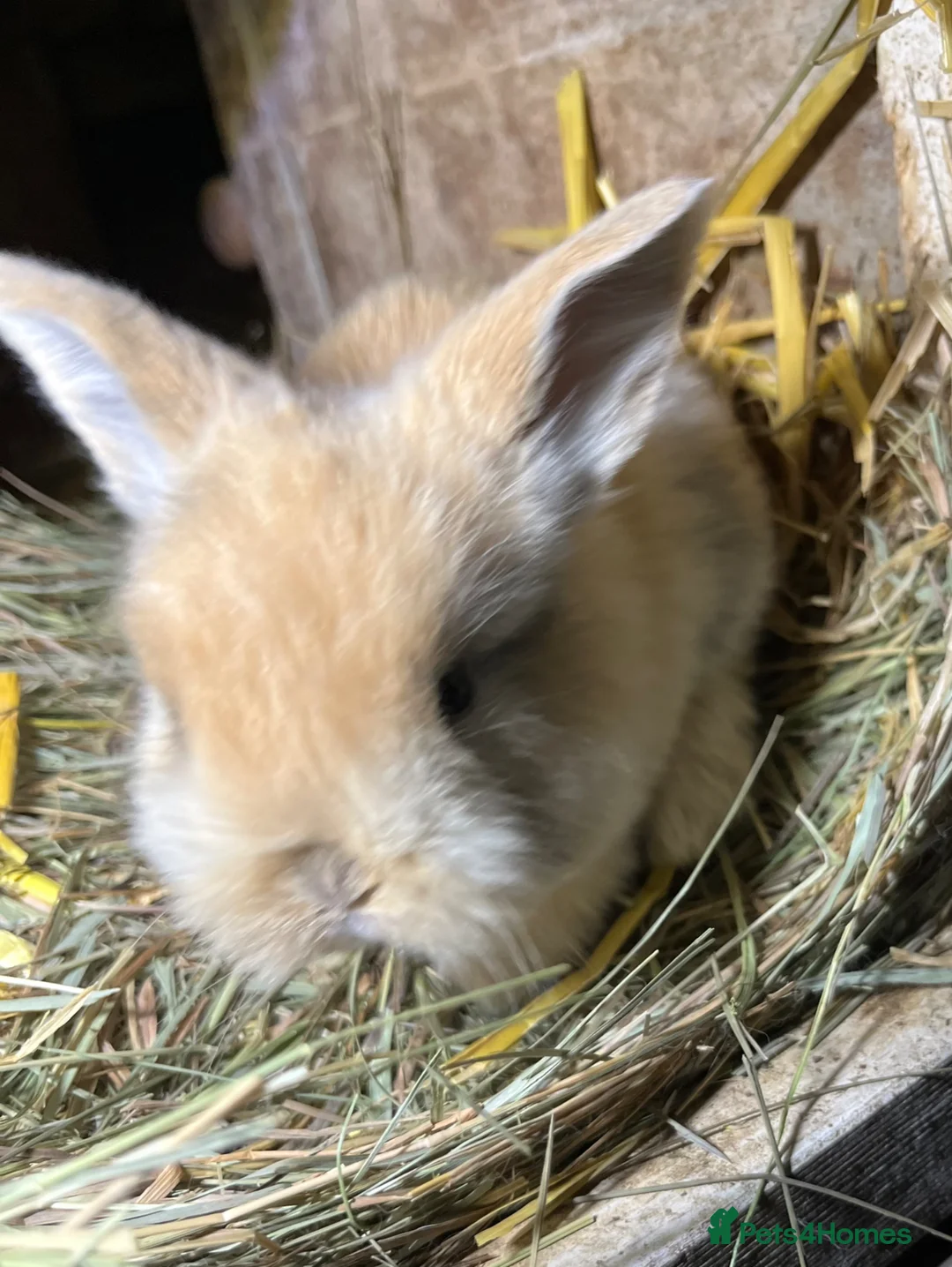 Mini Lop rabbits for sale: Baby Mini Lop Bunnies  - Advert 2
