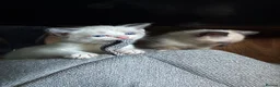 Ragamese cats for sale: Beautiful gentle  in Carlisle - Advert 2
