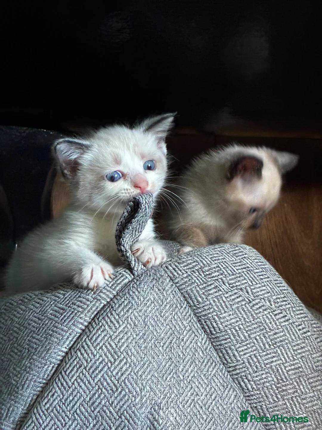 Ragamese cats for sale: Beautiful gentle  in Carlisle - Advert 2