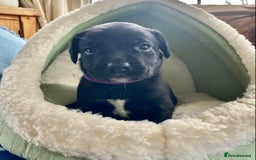 Springador dogs for sale: STUNNING SPRINGADOR PUPPIES  - Image 16