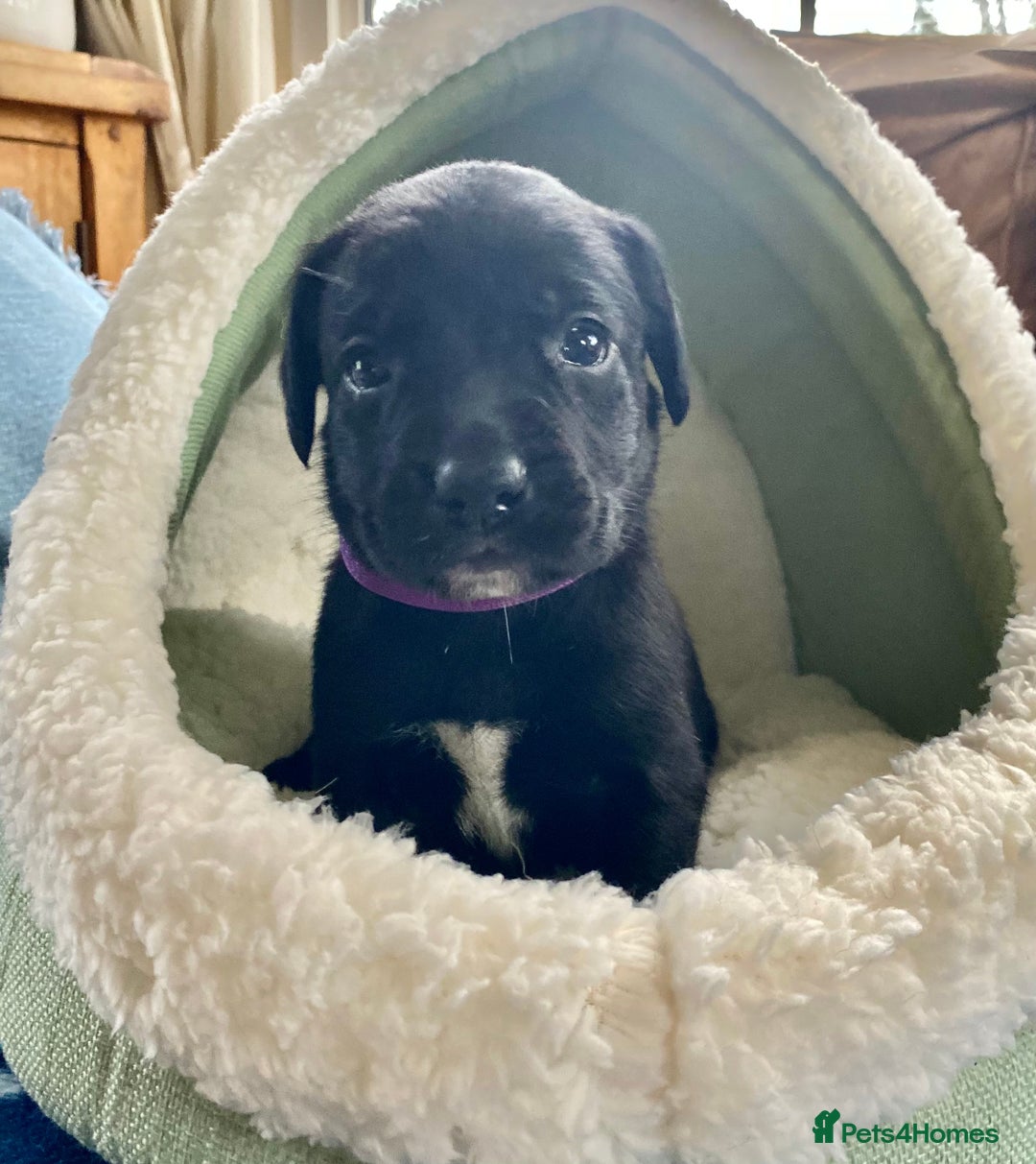 Springador dogs for sale: STUNNING SPRINGADOR PUPPIES  - Image 16