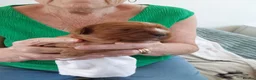 Cavalier King Charles Spaniel dogs for sale: 100% cavalier king charles spaniels for sale in Thornton-Cleveleys - Advert 3