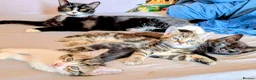 Mixed Breed cats for sale: Kittens looking for a  loving home! - Advert 3