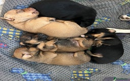 Jack Russell dogs for sale: *last girl* Jack Russell Black and Tan Bitch  - Image 2