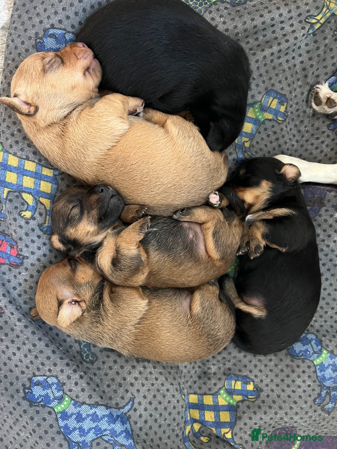 Jack Russell dogs for sale: *last girl* Jack Russell Black and Tan Bitch  - Image 2