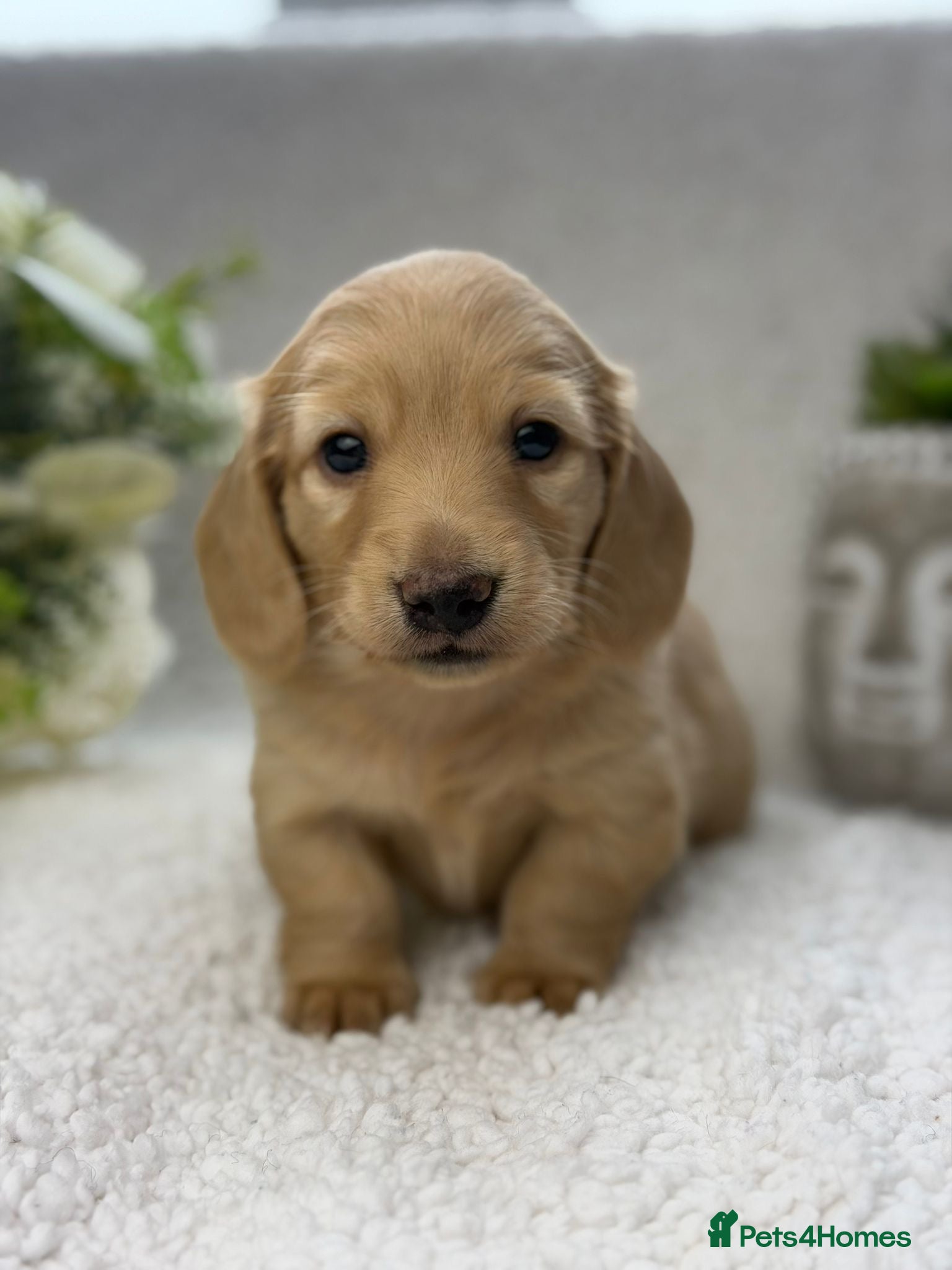 Miniature Dachshund dogs 𝕃𝕠𝕟𝕘 𝕙𝕒𝕚𝕣𝕖𝕕 𝕞𝕚𝕟𝕚 𝕕𝕒𝕔𝕙𝕤𝕙𝕦𝕟𝕕 - Advert 1