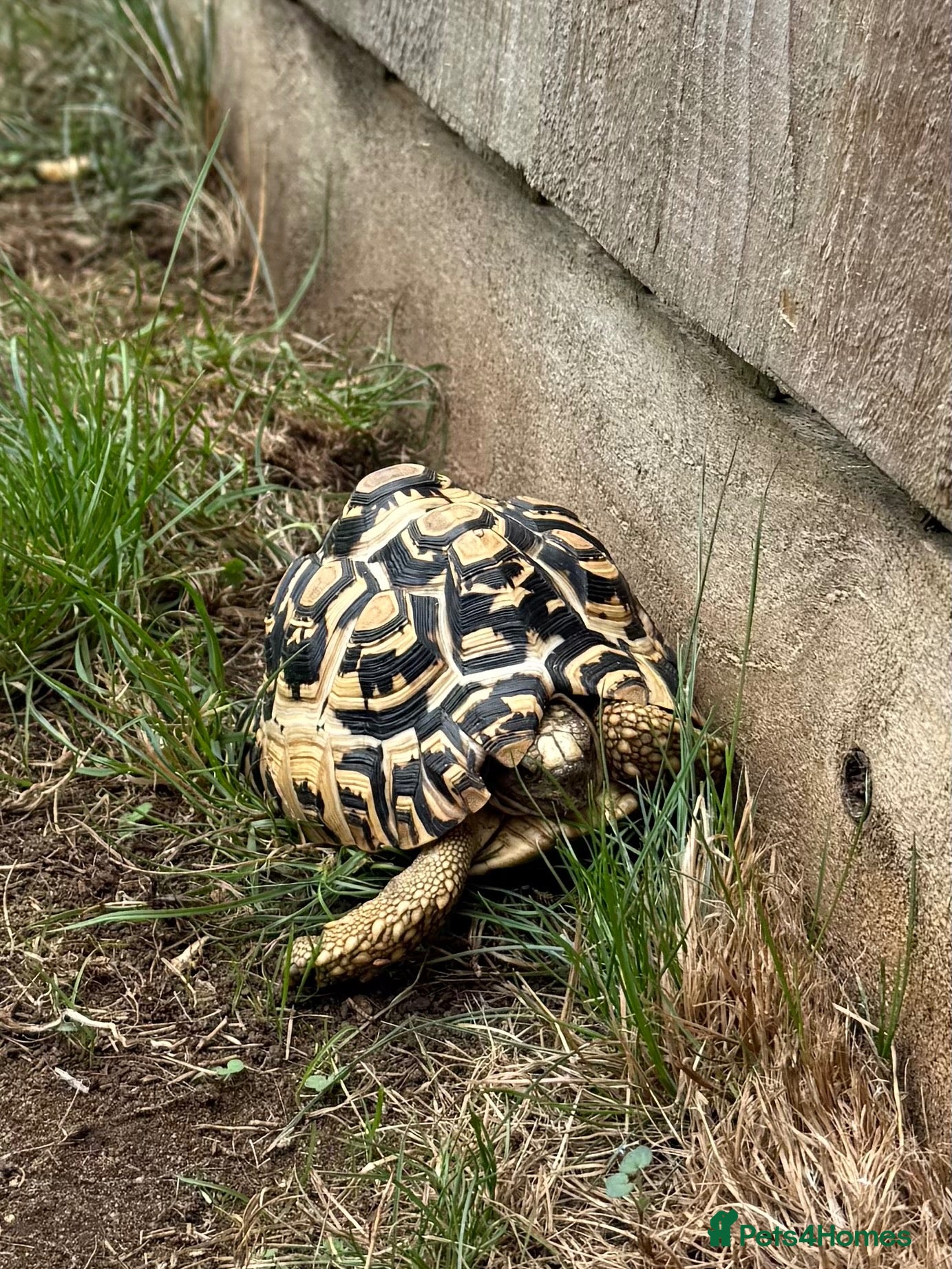 Tortoise reptiles Leopard tortoise  - Advert 1