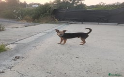 Mixed Breed dogs for adoption: Small dog been abandoned 🚨  in Hengoed - Image 10