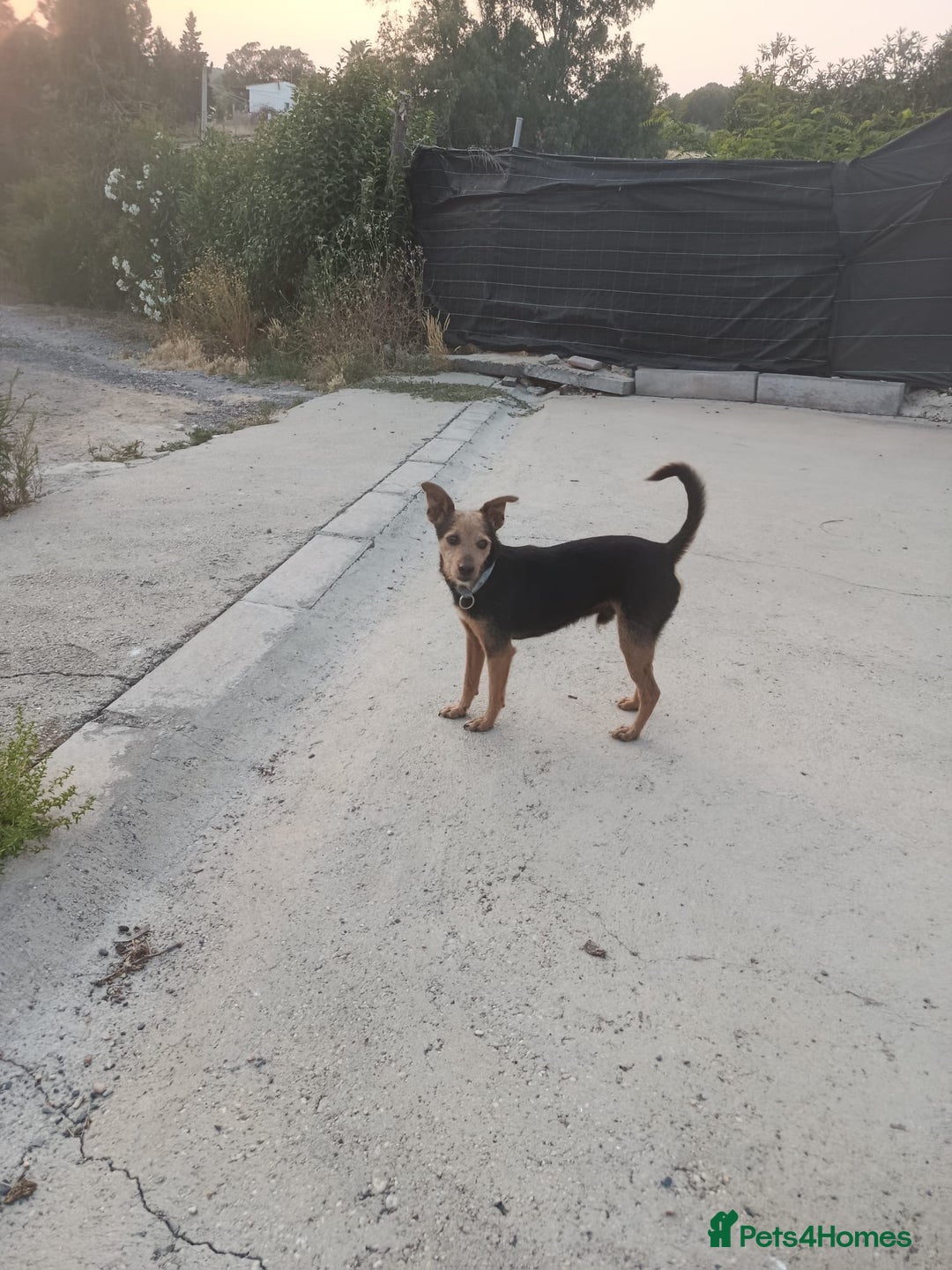 Mixed Breed dogs for adoption: Small dog been abandoned 🚨  in Hengoed - Image 10