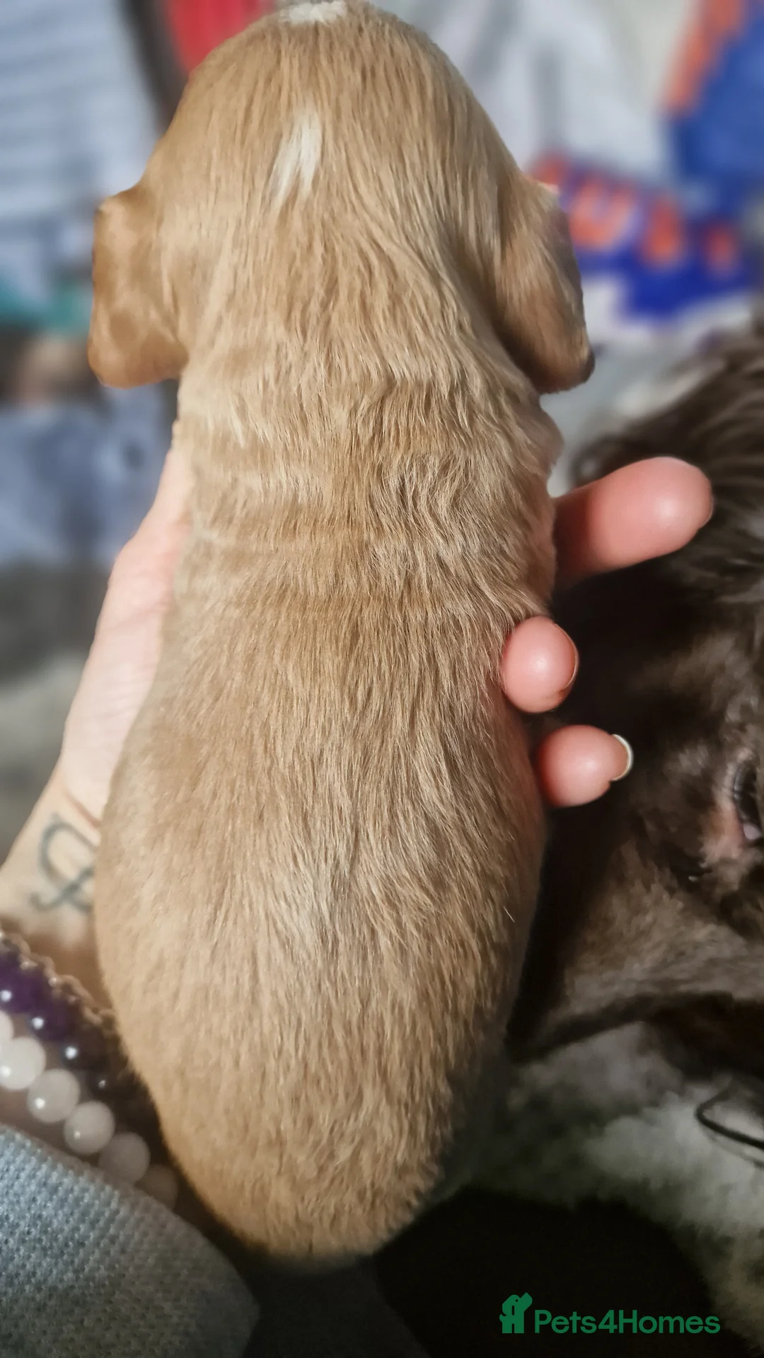 Cocker Spaniel dogs for sale: COCKER SPANIELS 2 GIRLS & 2 BOYS READY TO RESERVE - Advert 2