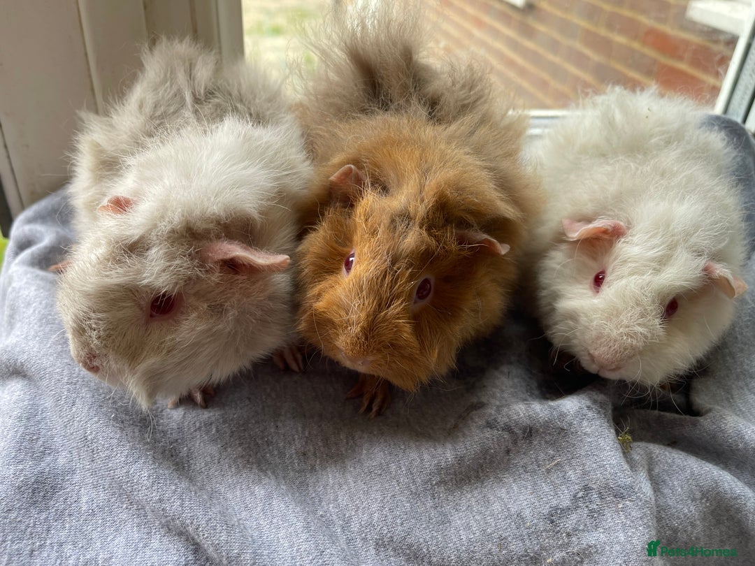 Guinea Pig rodents for sale: Baby Guinea Pigs for sale  - Image 24