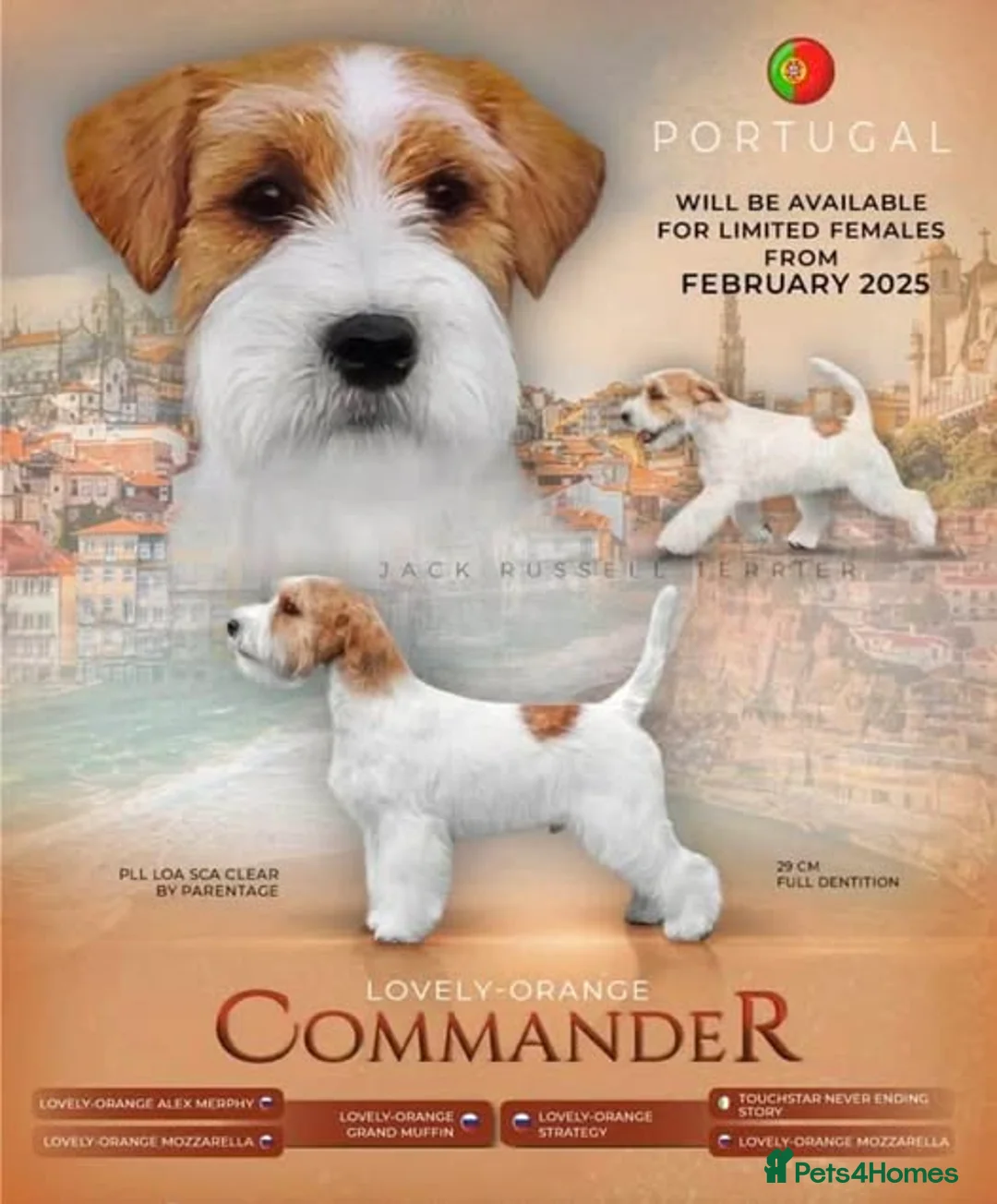 Jack Russell dogs for sale: Jack Russell Terrier Puppies - Advert 4