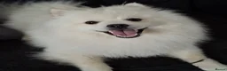 Japanese Spitz dogs for sale: Fluffy Japanese spitz boy for rehoming  in Liverpool - Advert 3