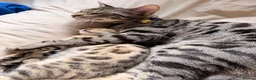 Bengal cats for sale: 🖤Triple Grand Champion — TICA - Registered Bengal - Advert 8