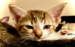 Mixed Breed cats for sale: 4 gorgeous tabby kittens - Image 19
