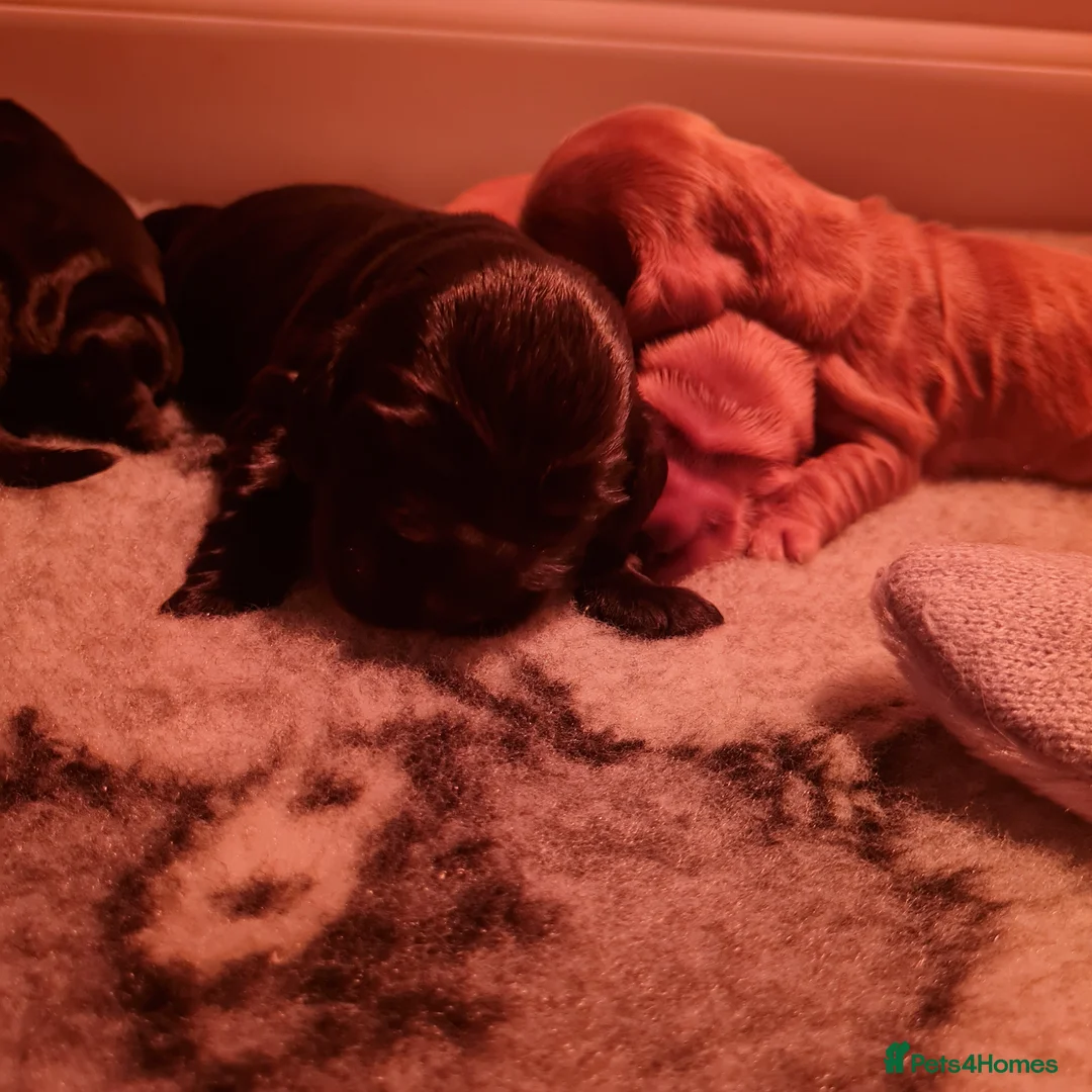 Cocker Spaniel dogs for sale: Health tested Show Cocker Spaniel puppies - Advert 7