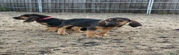 Bloodhound dogs for sale: Bloodhound puppies  in Dereham - Advert 24