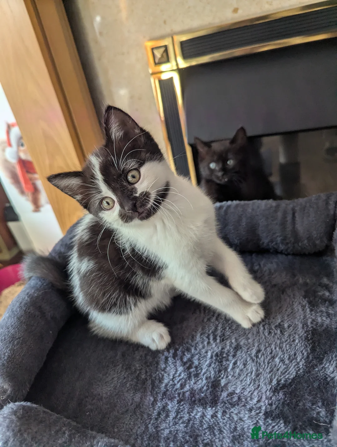 Mixed Breed cats for sale: Beautiful ragdoll X  - Advert 1