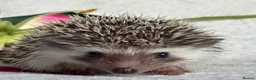 Pygmy Hedgehog rodents for sale: African Pygmy Hedgehog Ethically Bred Girl  - Advert 17