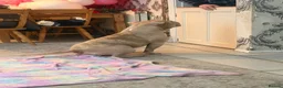 Miniature Bull terrier dogs for sale: Pocket bully  - Advert 4