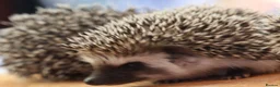 Pygmy Hedgehog rodents for sale: Three beautiful boys for sale - Advert 13