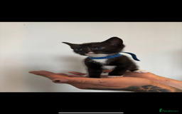Mixed Breed cats for sale: Beautiful Black & White Kittens  - Image 25