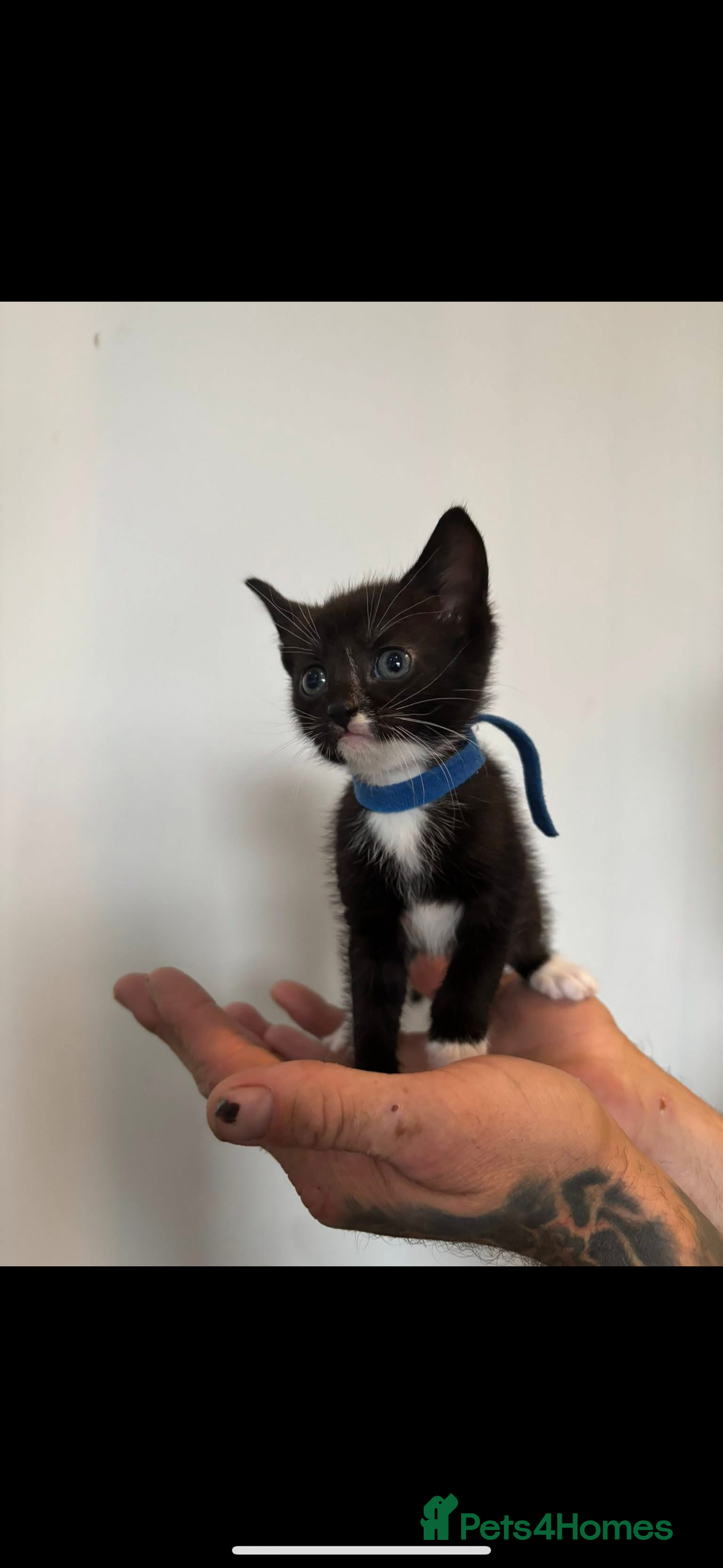 Mixed Breed cats for sale: Beautiful Black & White Kittens  - Image 25
