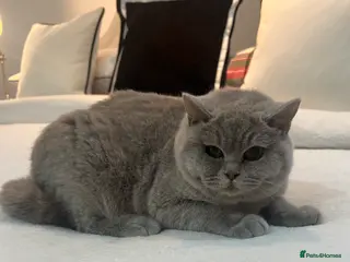British Shorthair cats Pure Pedigree Lilac British Shorthair Boy - Advert 3