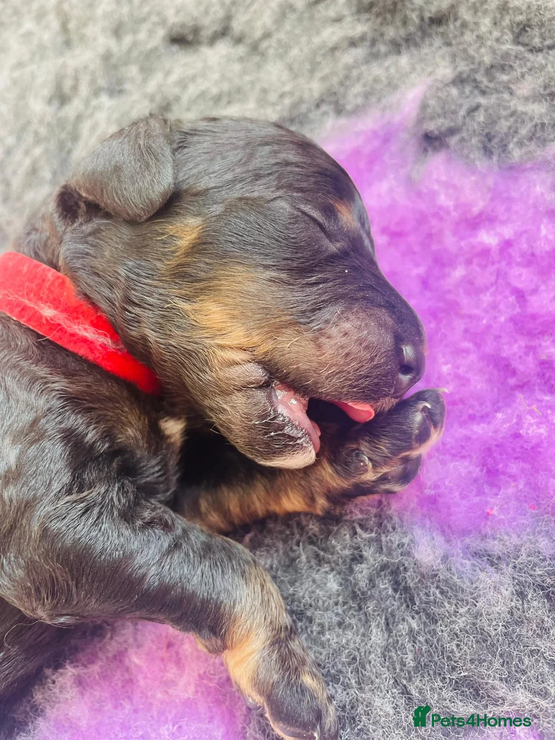 Cockapoo dogs for stud: Cockapoo Stud Dog (PROVEN) in Maidstone - Advert 12