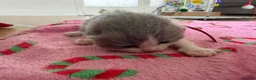 British Shorthair cats for sale: GCCF BSH KITTENS  - Advert 2