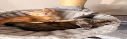 Mixed Breed cats for sale: 4 beautiful kittens in South Croydon - Advert 2