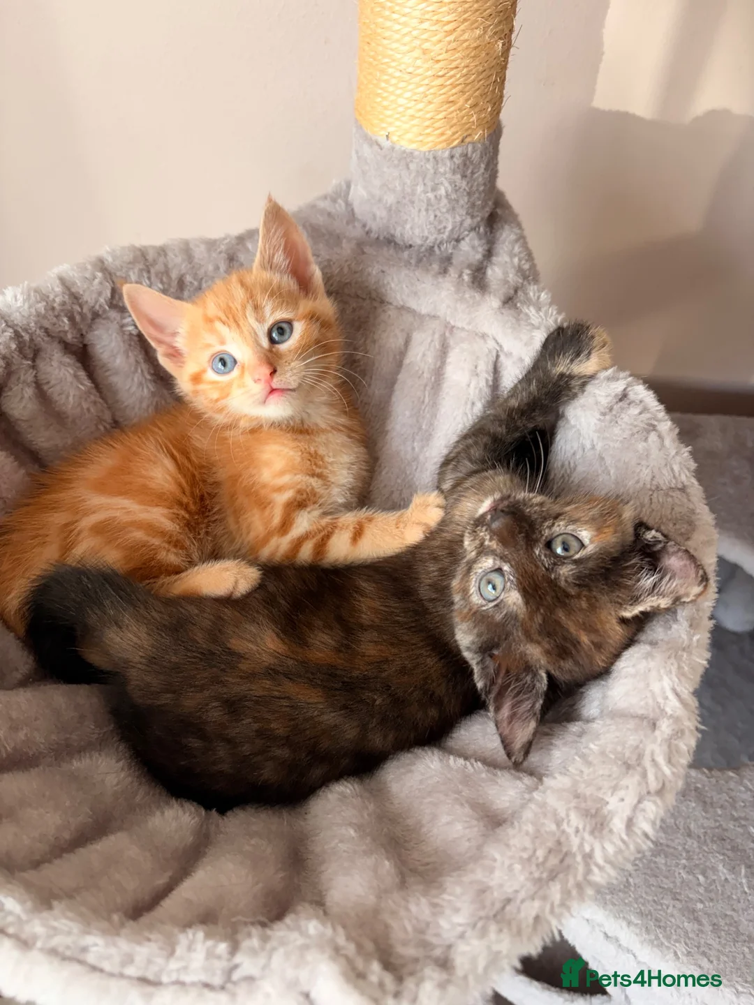 Mixed Breed cats for sale: 4 beautiful kittens in South Croydon - Advert 2