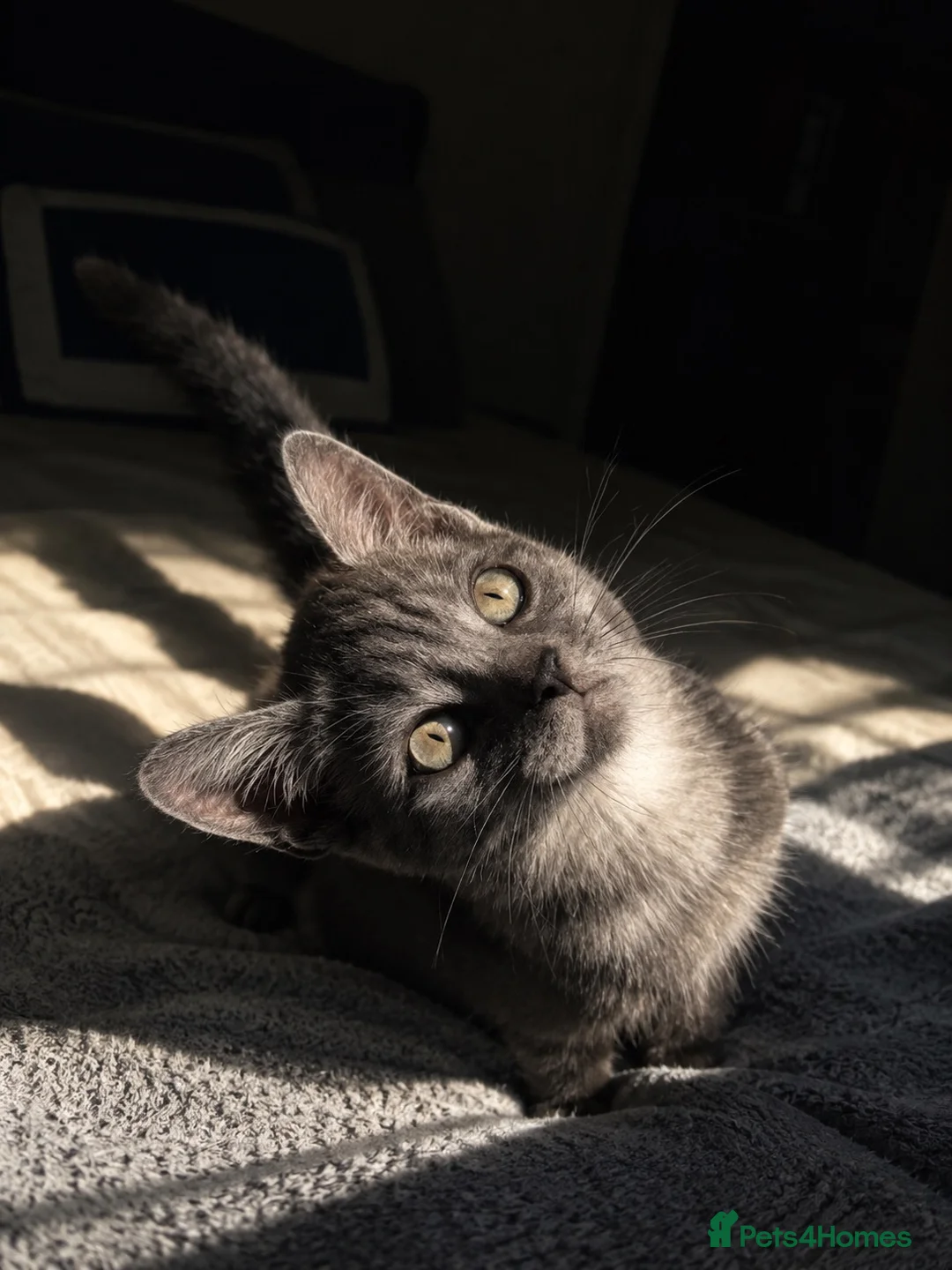Mixed Breed cats for sale: Transylvania kittens available  in Sheffield - Advert 5