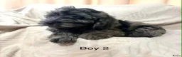 Cockapoo dogs for sale: 5 beautiful cockapoo puppies  - Advert 3