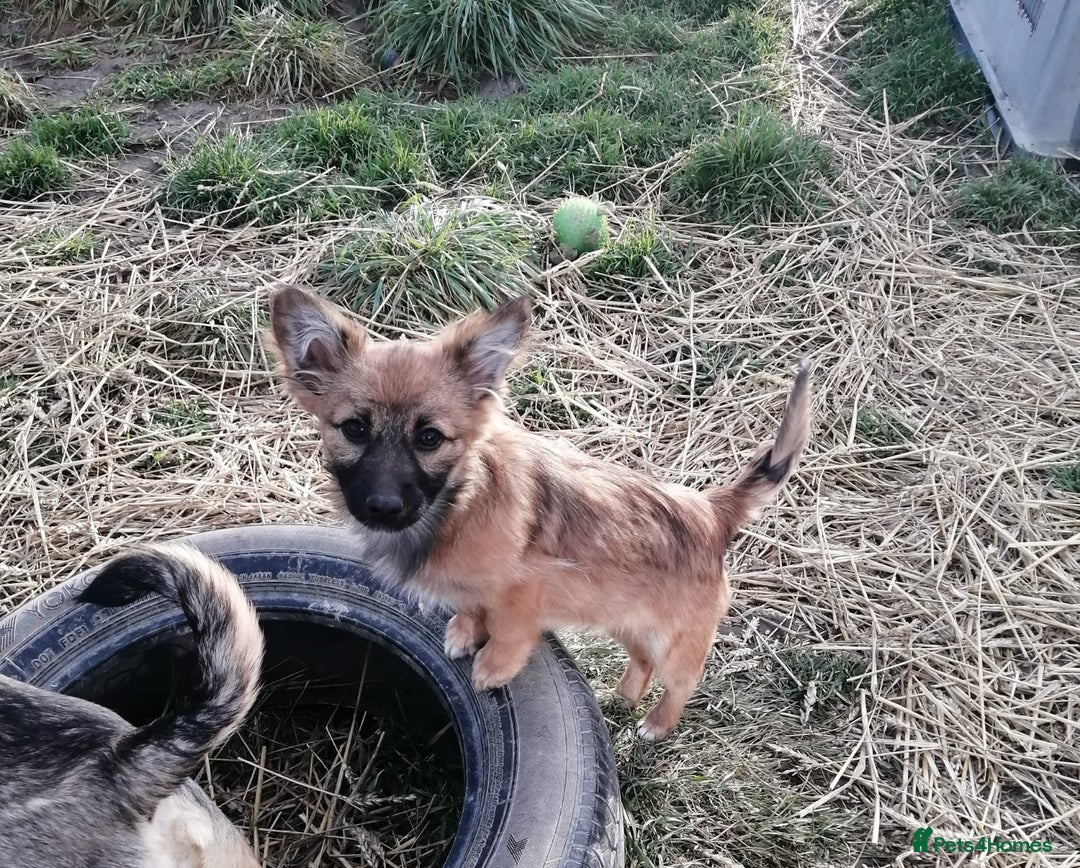 Mixed Breed dogs for adoption: 💙🐶 FUNTIK 🐶💙 - Advert 3