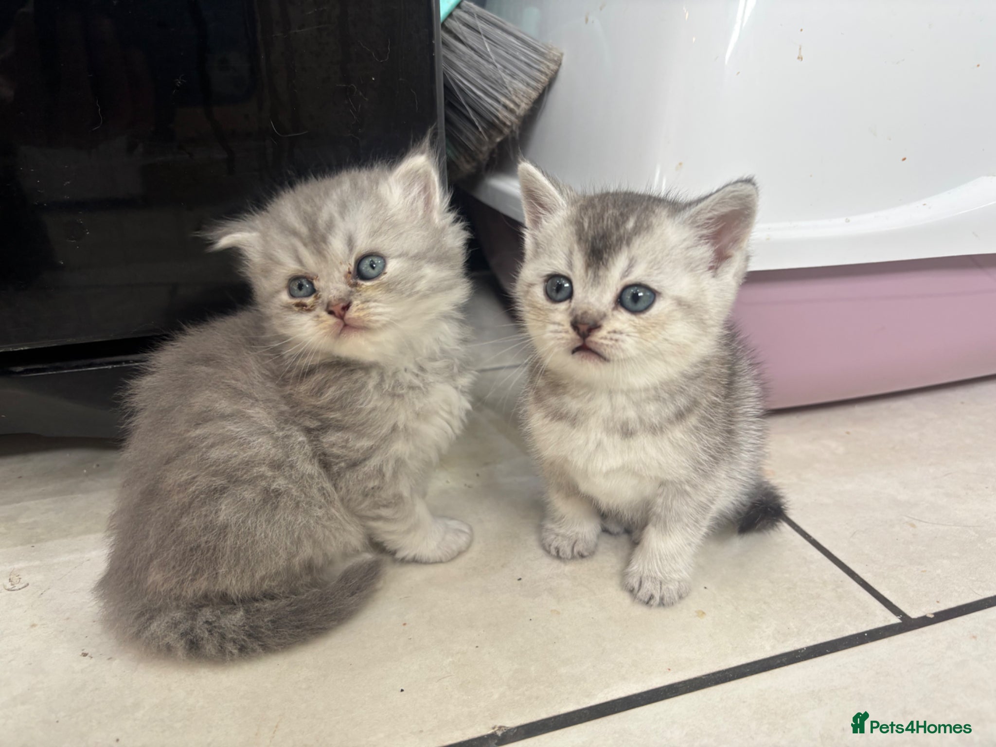 British Shorthair cats for sale: Beautiful family of stunning BSH and Blue - Advert 2