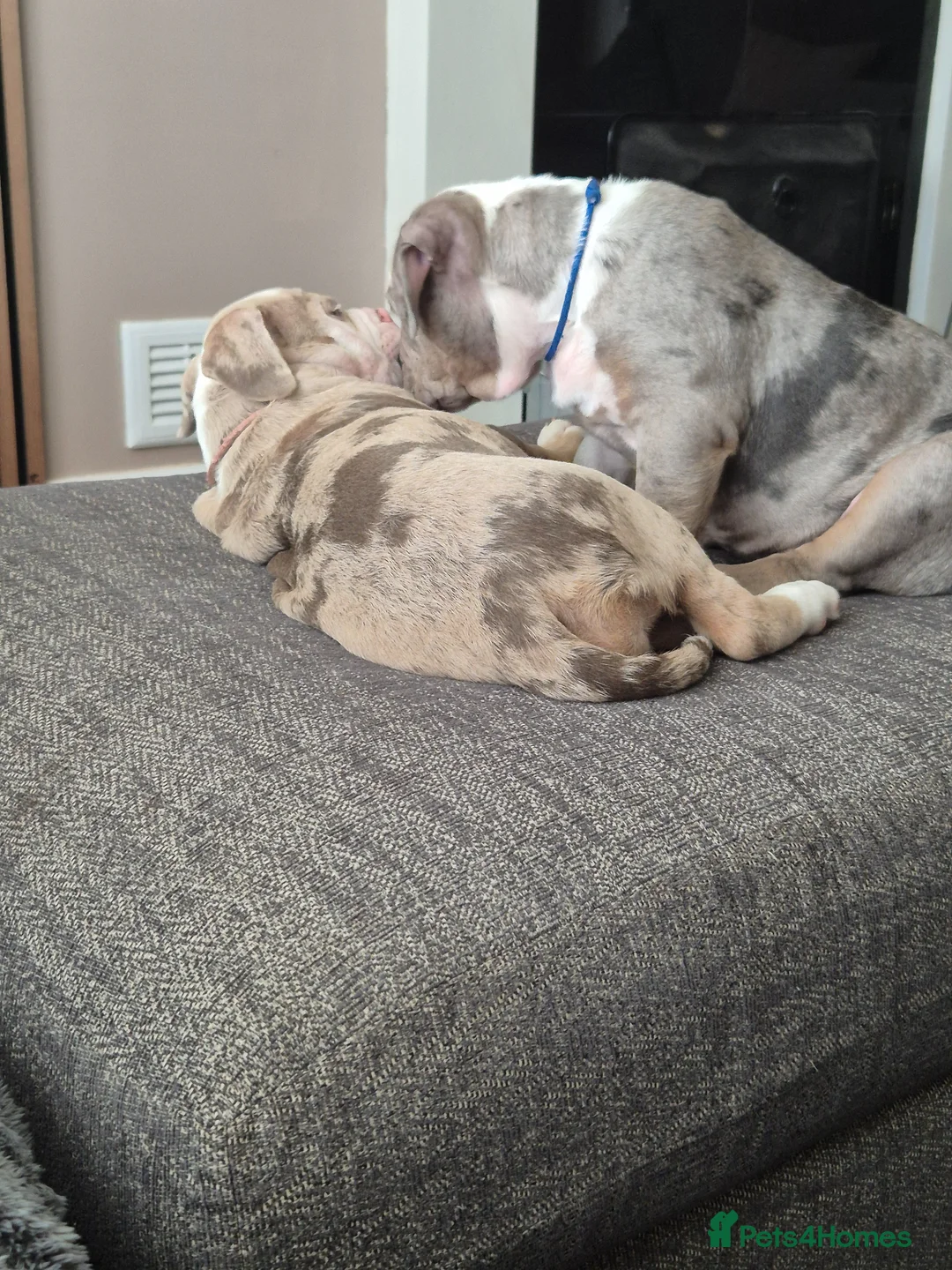 Olde English Bulldogge dogs for sale: Olde English Bulldogge puppies - Advert 12