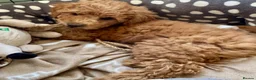 Miniature Poodle dogs for sale: Miniature Poodle puppies. Health tested parents!  - Advert 10